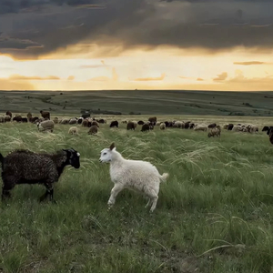 美女脱光无马赛克
